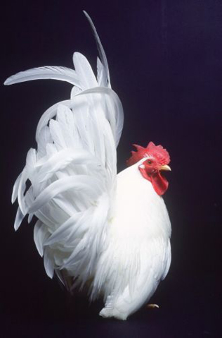 Japanese Bantam